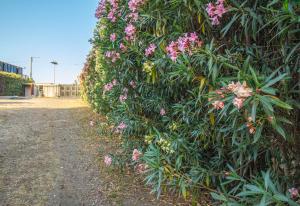 a hedge with pink flowers on the side of a road at Royal Playa Suite and Apartament -private parking- self chek out in Catania