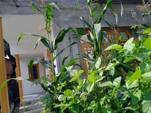 un mucchio di piante verdi di fronte a un edificio di OYO Home Shugufta Villa Homestay a Gāndarbal