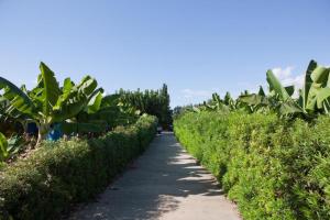 a path through a garden with bushes and trees at Banana Sunset Villas in Paphos