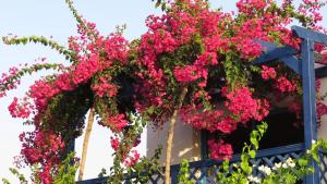 Una ventana llena de flores rosas en un edificio. en Banana Sunset Villas, en Pafos 56 fotos más