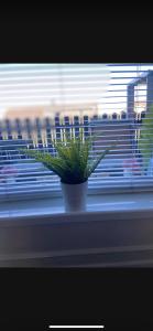 a potted plant sitting on a window sill at Sea View Terrace in Donaghadee