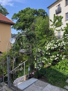 a garden with a tree and white flowers at Amselgarten in Pirna