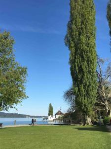 un grand arbre dans un parc à côté d'un lac dans l'établissement Ferienwohnung Happy Allgäu, à Vogt