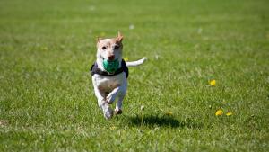 Ospiti di Cordee 3 spa access con animali domestici