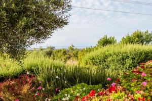 a field of flowers in a field of grass at Quinta da Baleeira in Tavira