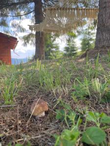 Afbeelding uit fotogalerij van Cabana Transilvania in Beliş