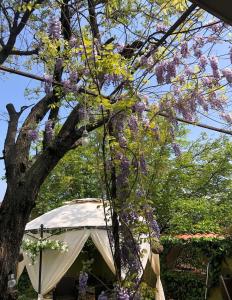 namiot przed drzewem z fioletowymi kwiatami w obiekcie Lux Garden Home D w mieście Kumanowo
