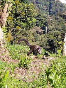 Fotografie z fotogalerie ubytování Hospedaje Bosque del Río v destinaci Monteverde Costa Rica
