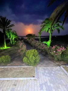 a walkway with palm trees and flowers at night at Paradise Karpaz Hotel & Restaurant in Rizokarpaso