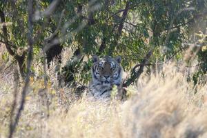 a tiger walking through a field of tall grass at Schrikkloof Private Nature Reserve, home of The Lions Foundation in Bela-Bela