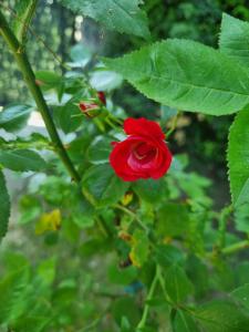 a red rose on a bush with green leaves at Villa "Hipnotic" in Sarajevo