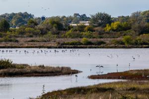 un grupo de aves sobre un cuerpo de agua en Ae masanete en Marano Lagunare