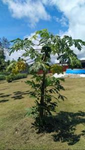 un petit arbre au milieu d'un champ dans l'établissement Espaces Zens&Stimulants grand confort 3ch 3sdb Espaces Jardin Cuisines Sport & Baignade, à Cayenne