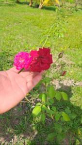 una mano sosteniendo dos rosas rojas en la hierba en Espaces Zens&Stimulants grand confort 3ch 3sdb Espaces Jardin Cuisines Sport & Baignade, en Cayenne