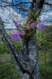 a limb of a tree with a flower arrangement on it at Vilcabamba casa / granja Vilcabamba house / farm in Loja