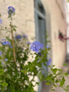 Vonkajšia záhrada v ubytovaní Bianco Calce - Ostuni