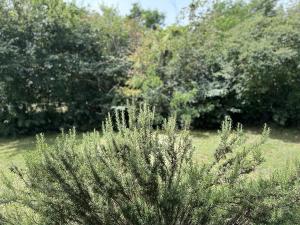 a bush in a field with trees in the background at Summer Green Apartment in Nedeščina