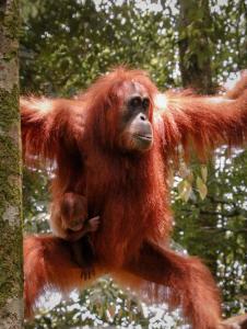 an orangutan with a baby in its arms at Sumatra Jungle Trek In & Orangutan Trips in Bukit Lawang