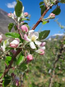 a branch of an apple tree with white flowers at Agriturismo Fiordimelo-Camere in Tirano