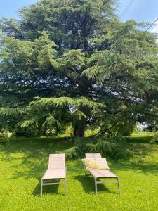 two benches sitting in the grass under a tree at Al Rustico in Bassano del Grappa