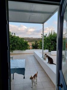 two cats are sitting on a patio with a window at Peaceful and quiet apartment. in Aliki
