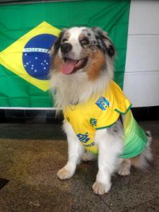 um cão está vestido com uma camisa amarela e verde em Novo Hamburgo Business Hotel em Novo Hamburgo