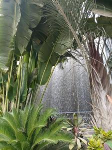 a bunch of plants in a garden with a fountain at Sheraton Ocean 601-B - Private apartments in Cairo