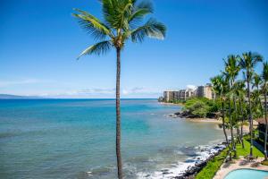 Noelani 410 في Kapalua-West Maui Airport: نخلة على شاطئ مع المحيط