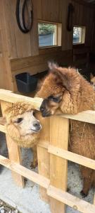 two animals are looking through a wooden fence at Pokoje Gościnne Jurgowianka in Jurgów