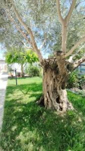 een boom die in het gras zit bij Casa Lety con giardino, aria condizionata e wifi in Rimini