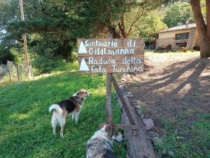 deux chiens debout à côté d'un panneau dans un champ dans l'établissement Agriturismo Bosco Pianetti, à Santuario di Gibilmanna