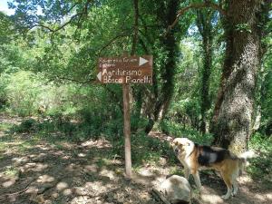 a dog standing next to a sign in the woods at Agriturismo Bosco Pianetti in Santuario di Gibilmanna