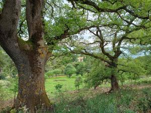 Agriturismo Bosco Pianetti في Santuario di Gibilmanna: مجموعة من الأشجار في حقل مع العشب