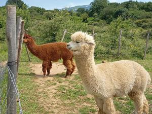two llamas standing in a field next to a fence at Agriturismo Bosco Pianetti in Santuario di Gibilmanna