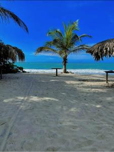 a palm tree on a beach with two benches at Cabanas Las Estrellas in Palomino