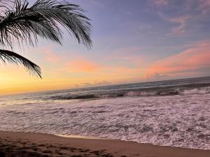 - une plage avec un palmier et l'océan dans l'établissement Cabanas Las Estrellas, à Palomino