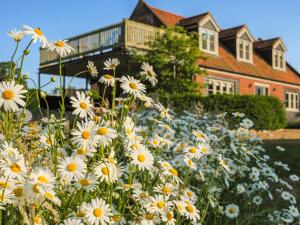 a field of daisies in front of a house at Meadow View in Swafield