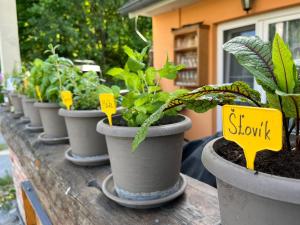 a row of potted plants on a wooden table at Apartments Cederika in Věžovatá Pláně