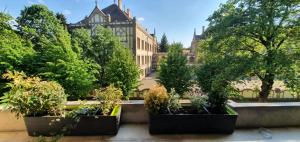 a group of potted trees in pots in front of a building at Dream Apartment Timisoara in Timişoara