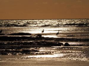 due uccelli che camminano in acqua sulla spiaggia di Les Nord’mandines a Trouville-sur-Mer
