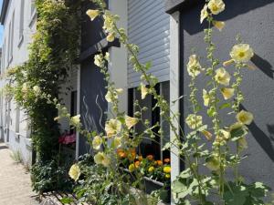a window with flowers on the side of a building at Studio Dageraad in Antwerp