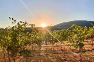 スカルリーノにあるPodere il Carpianoの夕日の畑のブドウ