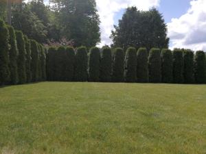 a row of hedges in a yard with grass at Exclusive Mansion Jurmala in Jūrmala
