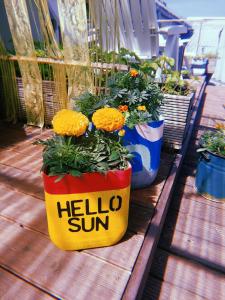 two potted plants on a deck with a hello sun sign at Looming Hostel in Tartu