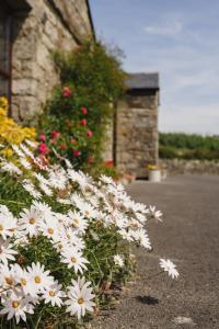 a bunch of white flowers in front of a building at Creevy Cottages in Rossnowlagh