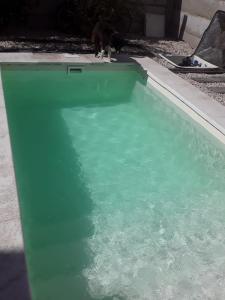 a dog standing next to a green pool of water at CASA YOSELI in General Juan Madariaga