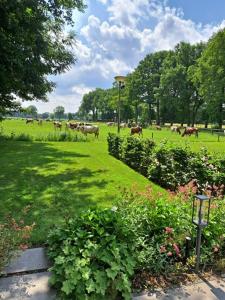 un champ avec un troupeau de vaches herbivores dans l'établissement Het Broekeroord, à Wezep