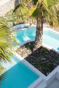 uma palmeira sentada ao lado de uma piscina azul em Casa Vitae Suites em Kamari