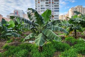 a banana tree in a field with buildings in the background at 70qm Apartment in Alanya, 2 Zimmer, Strandnähe in Alanya