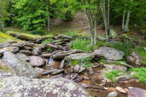 a stream of rocks and trees in a forest at Eagle Ridge Creek in Banner Elk